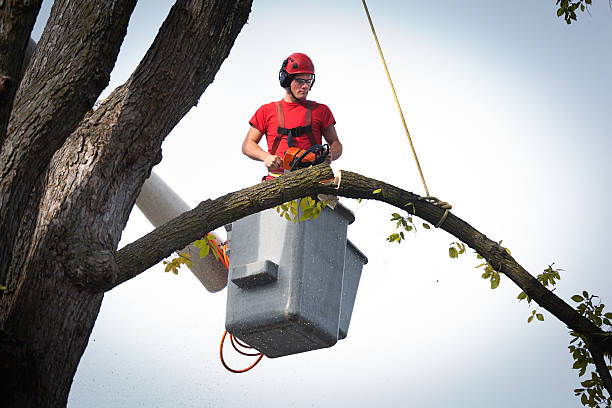 Best Emergency Tree Service  in Mount Hermon, VA